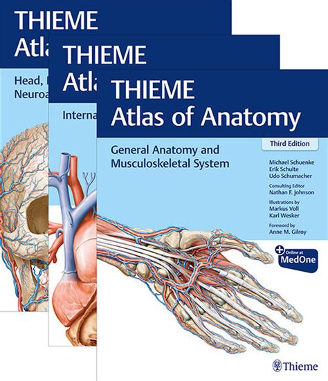 thieme anatomy